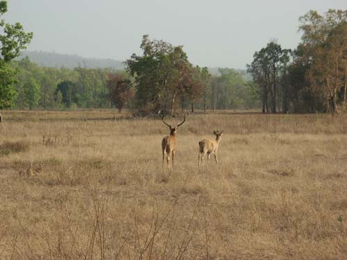 Tigers of India Picture Gallery of Kanha National Park-Deer