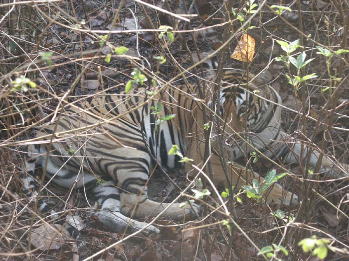 Picture Gallery of Kanha National park-Tiger