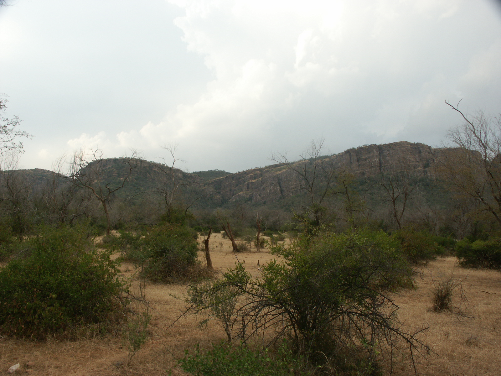 Picture Gallery of indian national parks ranthambhore jungle
