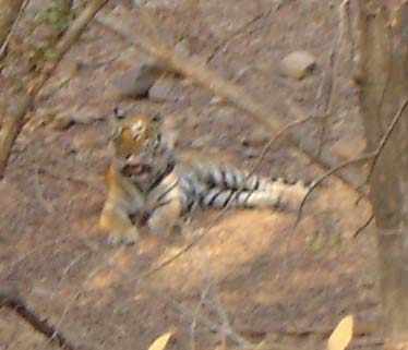 Picture Gallery of indian national parks Ranthambhore Tigers