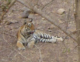 Picture Gallery of indian national parks ranthambhore Tiger