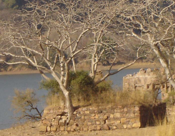 Picture Gallery of indian national parks ranthambhore jungle